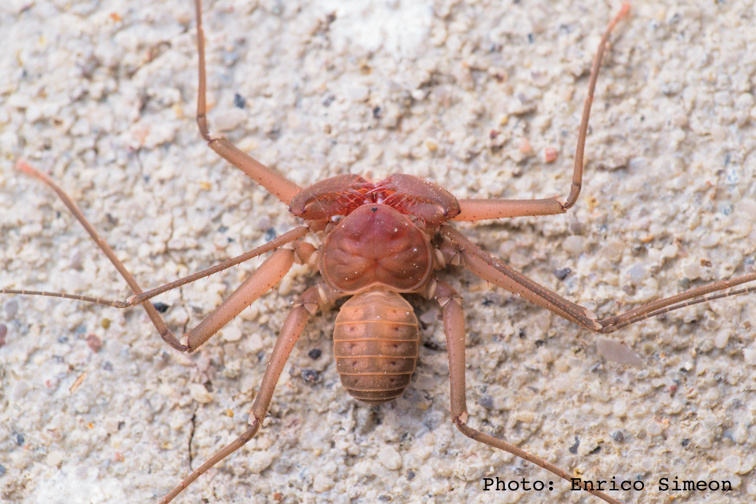 Amblypygi